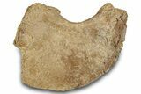 Fossil Mosasaur (Clidastes) Scapula Bone - Texas #284480-1